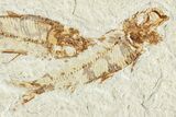 Two Detailed Fossil Fish (Knightia) - Wyoming #224540-2